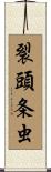 裂頭条虫 Scroll