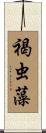 褐虫藻 Scroll