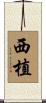 西植 Scroll