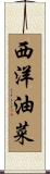 西洋油菜 Scroll
