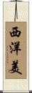 西洋美 Scroll