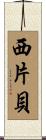 西片貝 Scroll