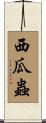 西瓜蟲 Scroll
