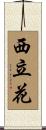 西立花 Scroll