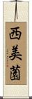 西美薗 Scroll