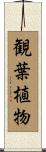 観葉植物 Scroll