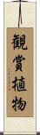 観賞植物 Scroll