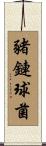 豬鏈球菌 Scroll