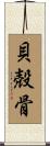 貝殻骨 Scroll