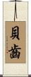 貝齒 Scroll