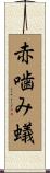 赤噛み蟻 Scroll