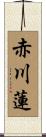 赤川蓮 Scroll