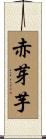 赤芽芋 Scroll