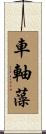 車軸藻 Scroll