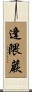 逢隈蕨 Scroll
