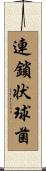 連鎖状球菌 Scroll