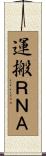 運搬ＲＮＡ Scroll