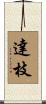 達枝 Scroll