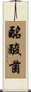 酪酸菌 Scroll