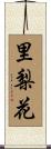里梨花 Scroll