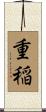 重稲 Scroll