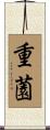 重薗 Scroll