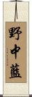 野中藍 Scroll