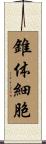 錐体細胞 Scroll