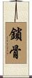 鎖骨 Scroll