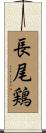 長尾鶏 Scroll