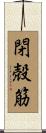 閉殻筋 Scroll