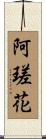 阿瑳花 Scroll