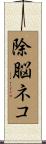 除脳ネコ Scroll