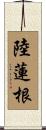陸蓮根 Scroll