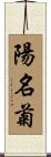 陽名菊 Scroll