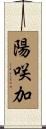 陽咲加 Scroll