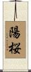 陽桜 Scroll