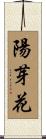 陽芽花 Scroll