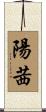 陽茜 Scroll