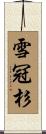 雪冠杉 Scroll