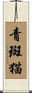 青斑猫 Scroll