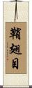 鞘翅目 Scroll