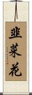 韭菜花 Scroll