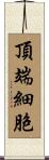 頂端細胞 Scroll