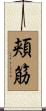 頬筋 Scroll