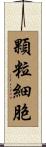 顆粒細胞 Scroll