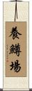 養鱒場 Scroll