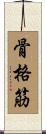 骨格筋 Scroll