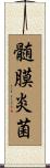 髄膜炎菌 Scroll