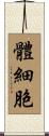體細胞 Scroll